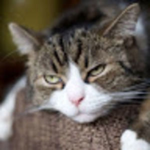 Meet your Posher, Maggie